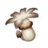 Mondstadt Specialty Philanemo Mushroom